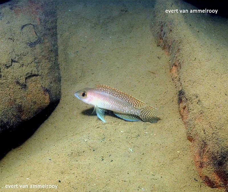 Neolamprologus sp. 'ventralis kasanga' Chituta Bay